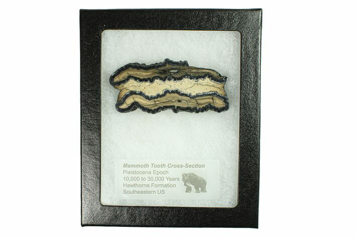 Mammoth Molar Slice With Case - South Carolina #291199